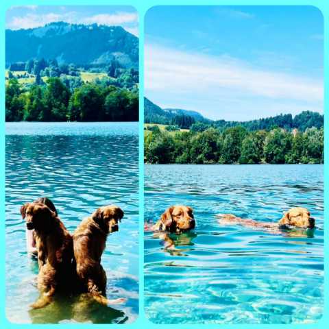 Kody u Mogli beim Schwimmen